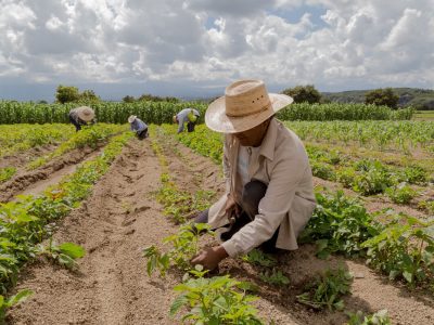 Imagem ilustrativa do artigo 'Fusce aliquet neque quis massa euismod, et tincidunt nibh placerat'